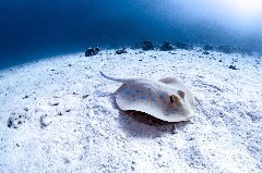    Mareste fotografia 

WeDive - Egipt 2021