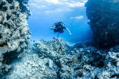    Mareste fotografia 

WeDive - Egipt 2021