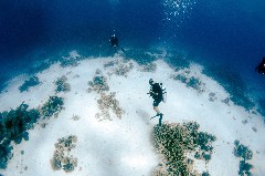    Mareste fotografia 

WeDive - Egipt 2021