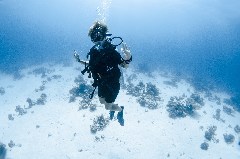    Mareste fotografia 

WeDive - Egipt 2021