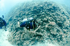    Mareste fotografia 

WeDive - Egipt 2021