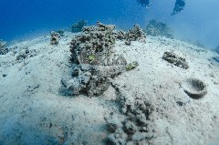    Mareste fotografia 

WeDive - Egipt 2021