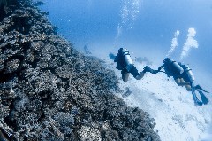    Mareste fotografia 

WeDive - Egipt 2021