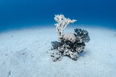    Mareste fotografia 

WeDive - Egipt 2021