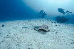    Mareste fotografia 

WeDive - Egipt 2021