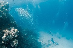    Mareste fotografia 

WeDive - Egipt 2021