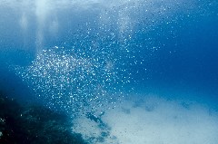    Mareste fotografia 

WeDive - Egipt 2021