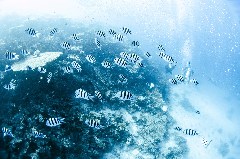    Mareste fotografia 

WeDive - Egipt 2021