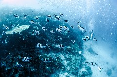    Mareste fotografia 

WeDive - Egipt 2021