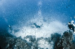    Mareste fotografia 

WeDive - Egipt 2021