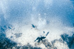    Mareste fotografia 

WeDive - Egipt 2021