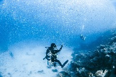    Mareste fotografia 

WeDive - Egipt 2021