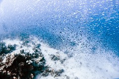    Mareste fotografia 

WeDive - Egipt 2021