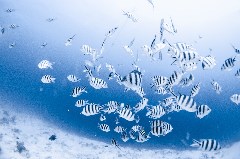    Mareste fotografia 

WeDive - Egipt 2021