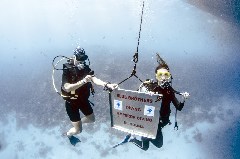    Mareste fotografia 

WeDive - Egipt 2021