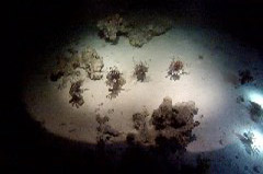    Mareste fotografia 

WeDive - Egypt 2014