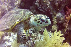    Mareste fotografia 

WeDive - Egypt 2014