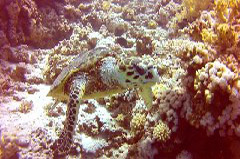    Mareste fotografia 

WeDive - Egypt 2014