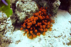    Mareste fotografia 

WeDive - Egypt 2014