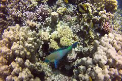    Mareste fotografia 

WeDive - Egypt 2014