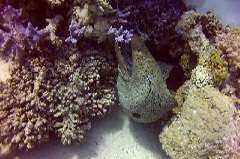    Mareste fotografia 

WeDive - Egypt 2014