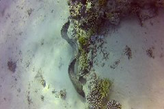    Mareste fotografia 

WeDive - Egypt 2014