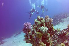    Mareste fotografia 

WeDive - Egypt 2014