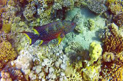    Mareste fotografia 

WeDive - Egypt 2014