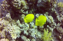    Mareste fotografia 

WeDive - Egypt 2014