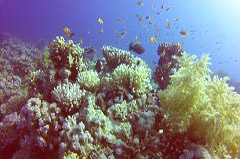    Mareste fotografia 

WeDive - Egypt 2014