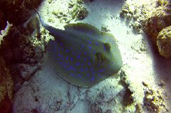    Mareste fotografia 

WeDive - Egypt 2014