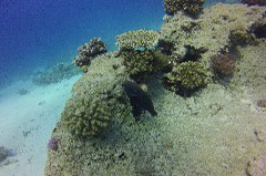    Mareste fotografia 

WeDive - Egypt 2014