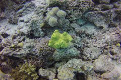    Mareste fotografia 

WeDive - Egypt 2014