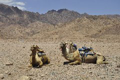    Mareste fotografia 

WeDive - Egypt 2014