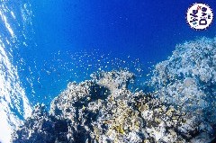    Mareste fotografia 

WeDive - FamousFive