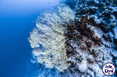    Mareste fotografia 

WeDive - FamousFive