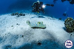    Mareste fotografia 

WeDive - FamousFive