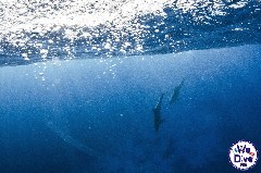    Mareste fotografia 

WeDive - FamousFive