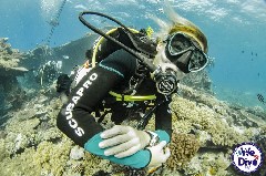    Mareste fotografia 

WeDive - FamousFive