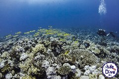    Mareste fotografia 

WeDive - FamousFive