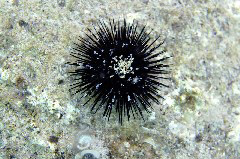    Mareste fotografia 

WeDive - Grecia 2016