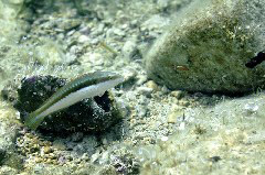    Mareste fotografia 

WeDive - Grecia 2016