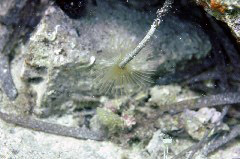    Mareste fotografia 

WeDive - Grecia 2016