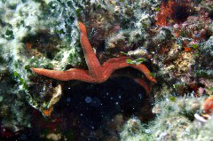    Mareste fotografia 

WeDive - Grecia 2016