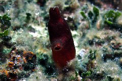    Mareste fotografia 

WeDive - Grecia 2016