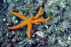    Mareste fotografia 

WeDive - Grecia 2016