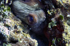    Mareste fotografia 

WeDive - Grecia 2016