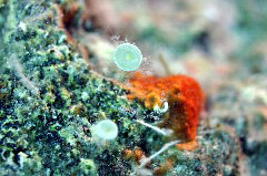    Mareste fotografia 

WeDive - Grecia 2016