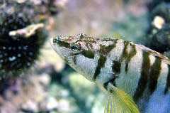    Mareste fotografia 

WeDive - Grecia 2016