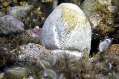    Mareste fotografia 

WeDive - Grecia 2016